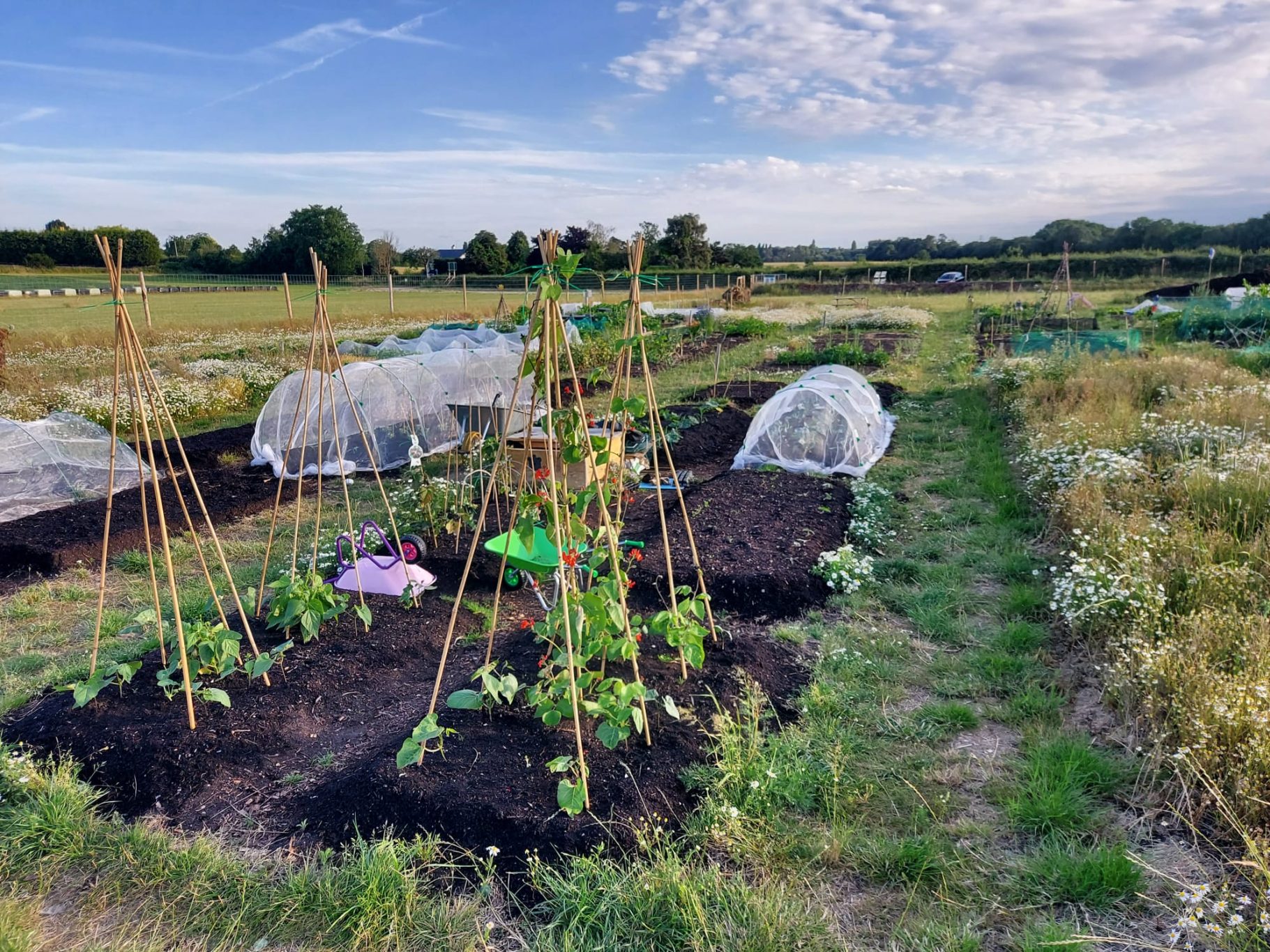 Vegetable plots with plants, protective covers, and a grassy field under a blue sky.