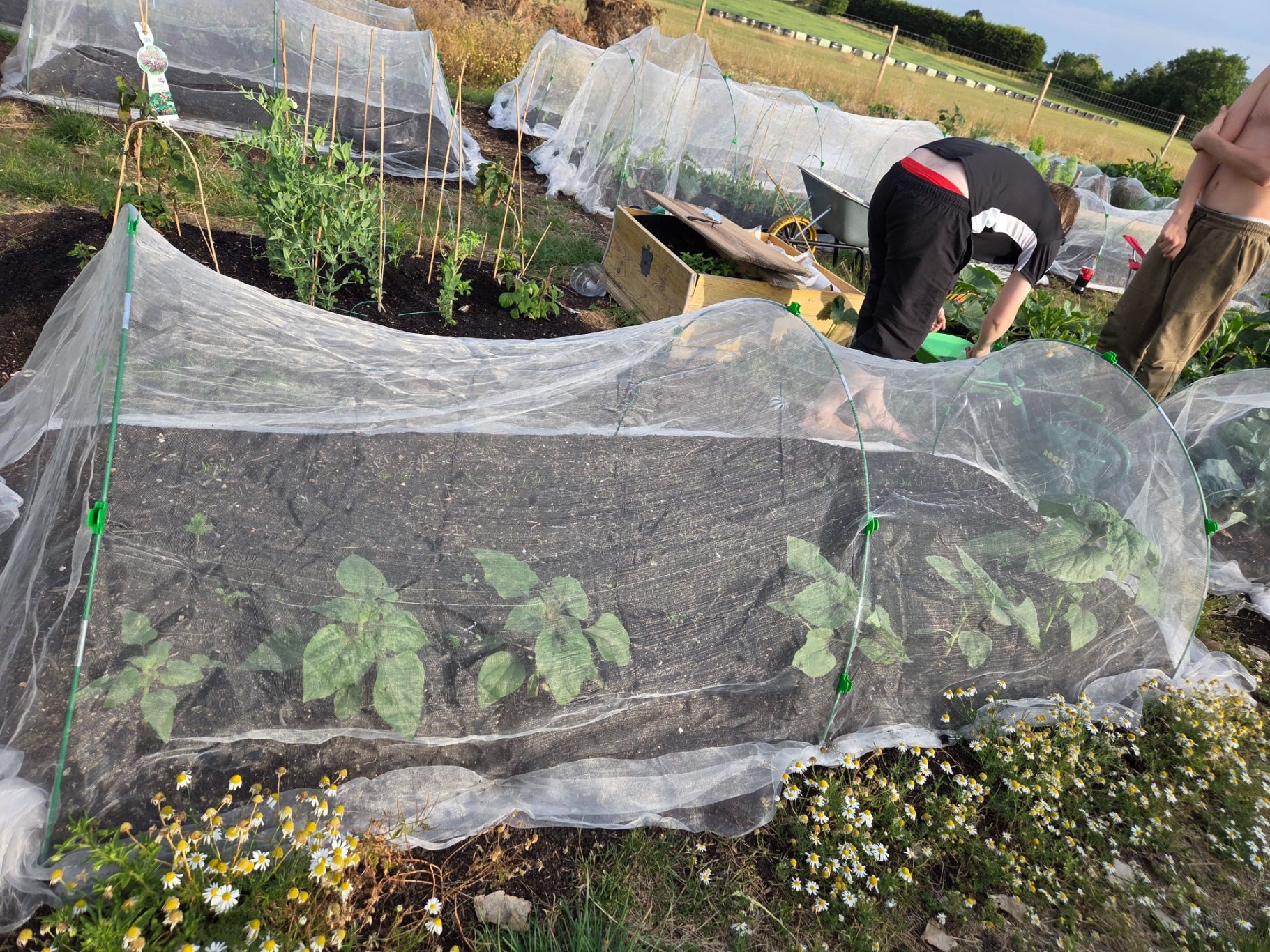 Person tending to vegetable plants covered with protective netting in a garden.