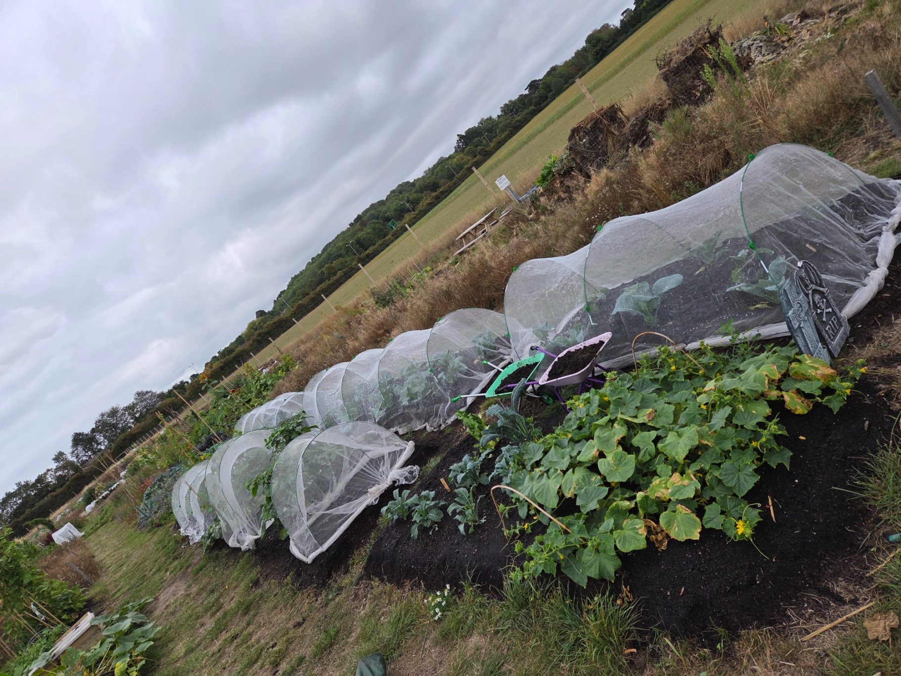 Vegetable patch covered with nets, set in a rural landscape with cloudy skies.