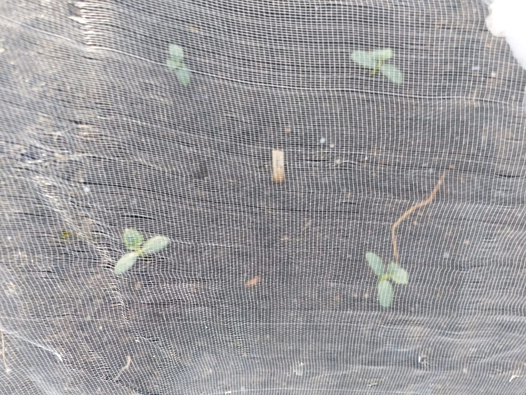 Small green seedlings emerging from dark soil.