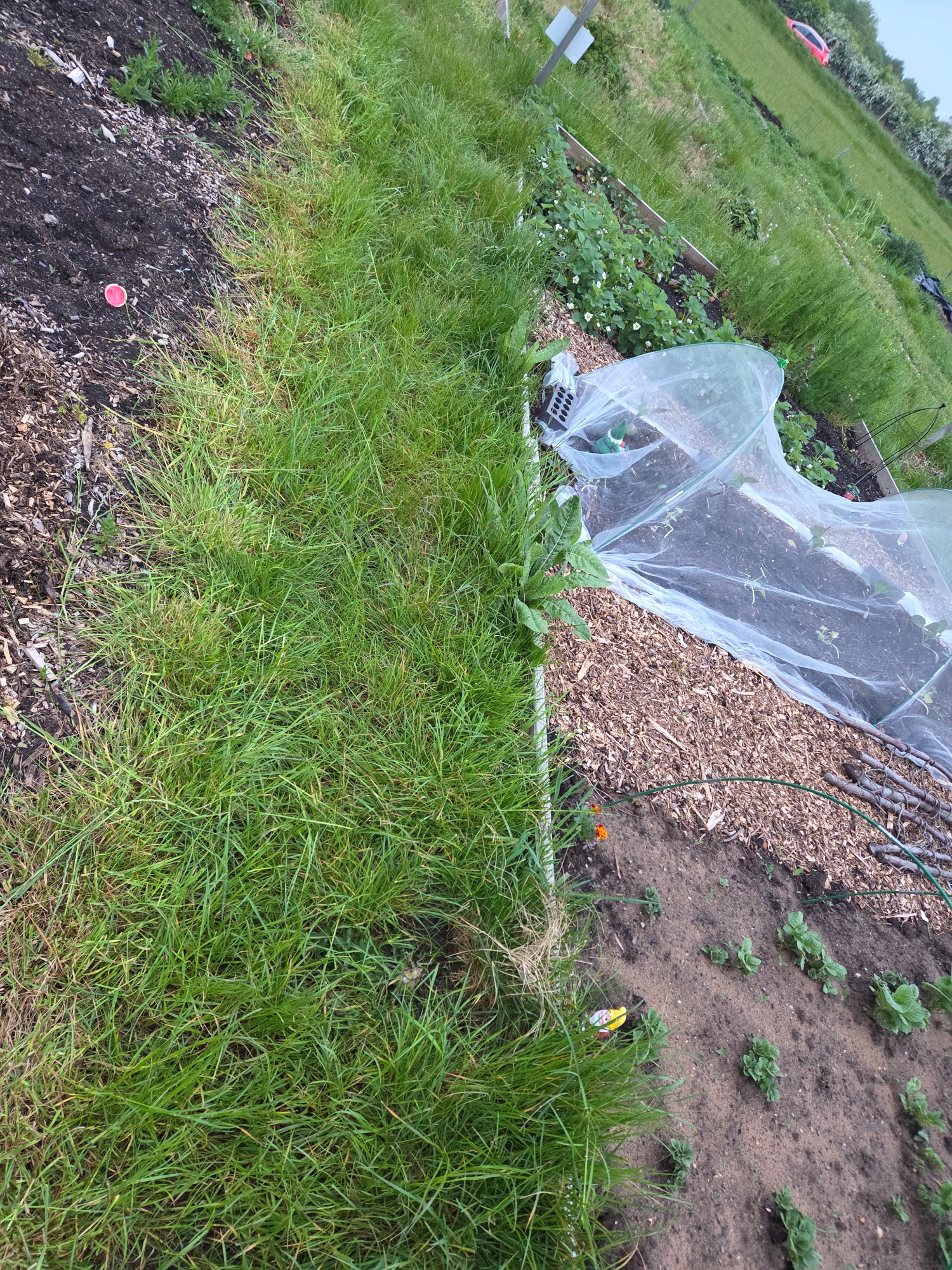 Messy edges Lush green grass beside garden beds with mulch and protective covering.