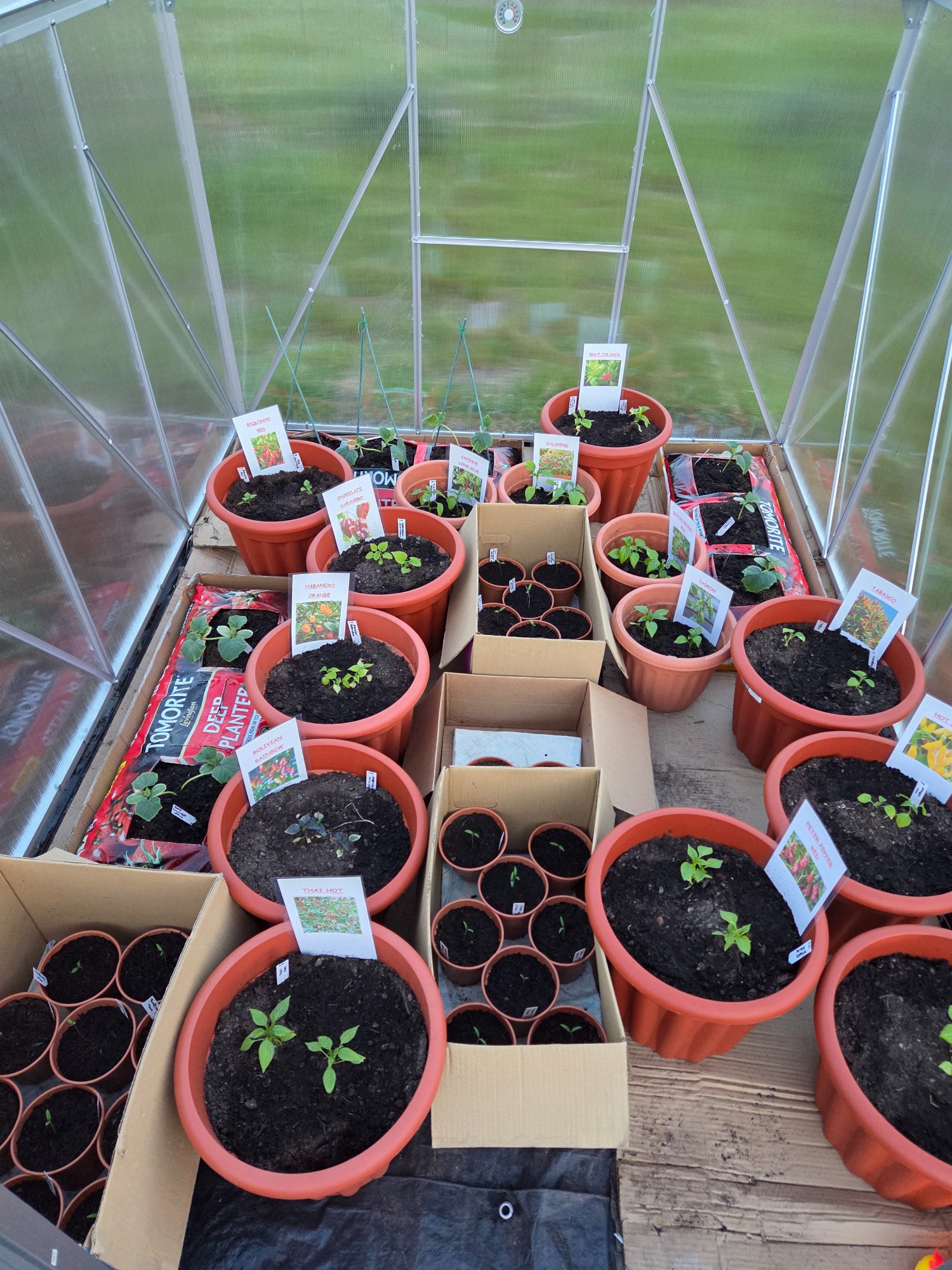 14 types of chilli, plus tomato seedlings and cucumbers Various potted plants and seed trays arranged inside a greenhouse.