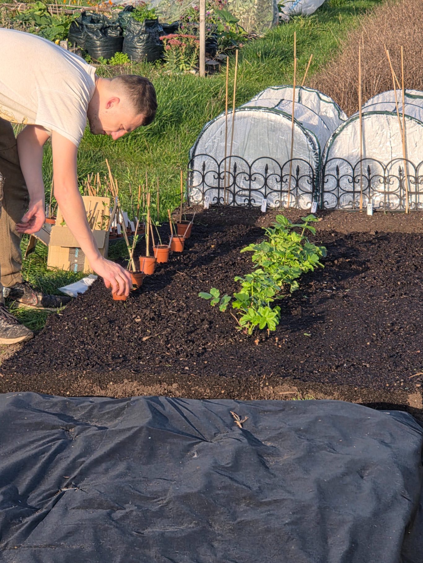 Person planting in a garden bed with potted plants and crop covers in the background.