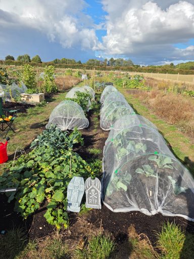 Two rows of covered crops in a rural garden under a cloudy sky.
