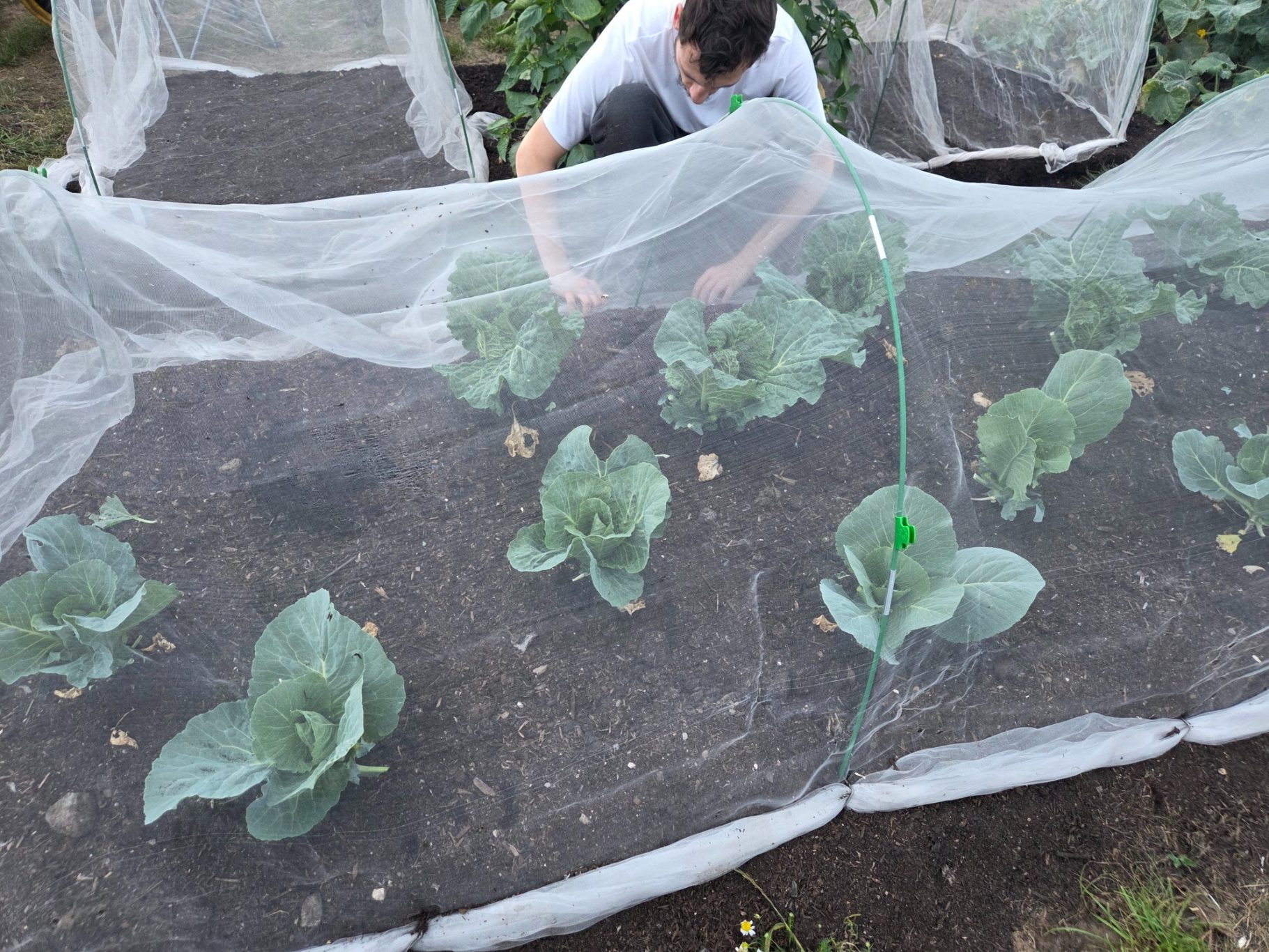 A gardener tending to crops covered with protective netting in a vegetable patch.