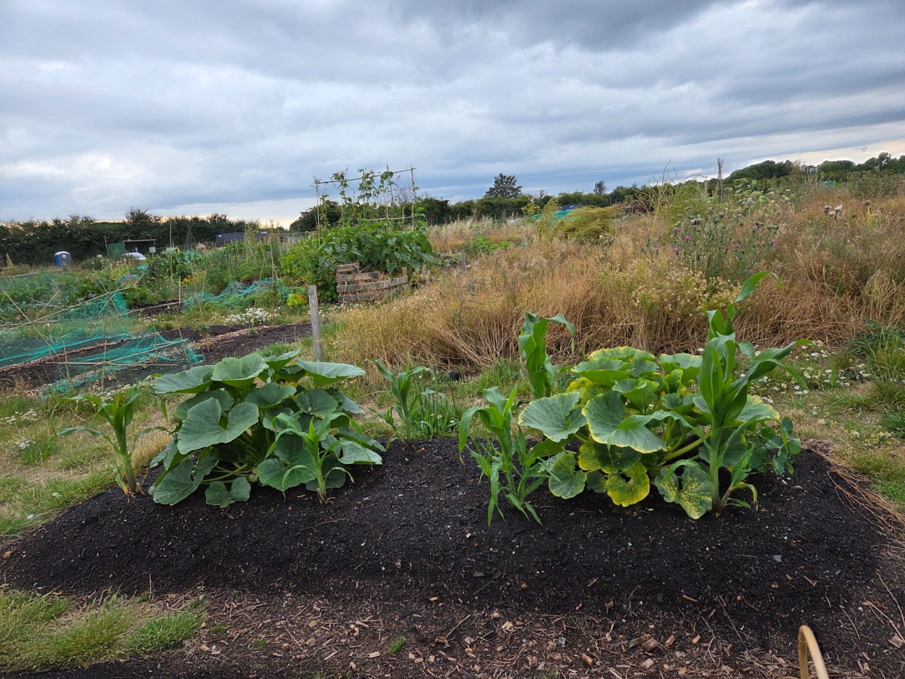 Two patches of green vegetables in a community garden under a cloudy sky.
