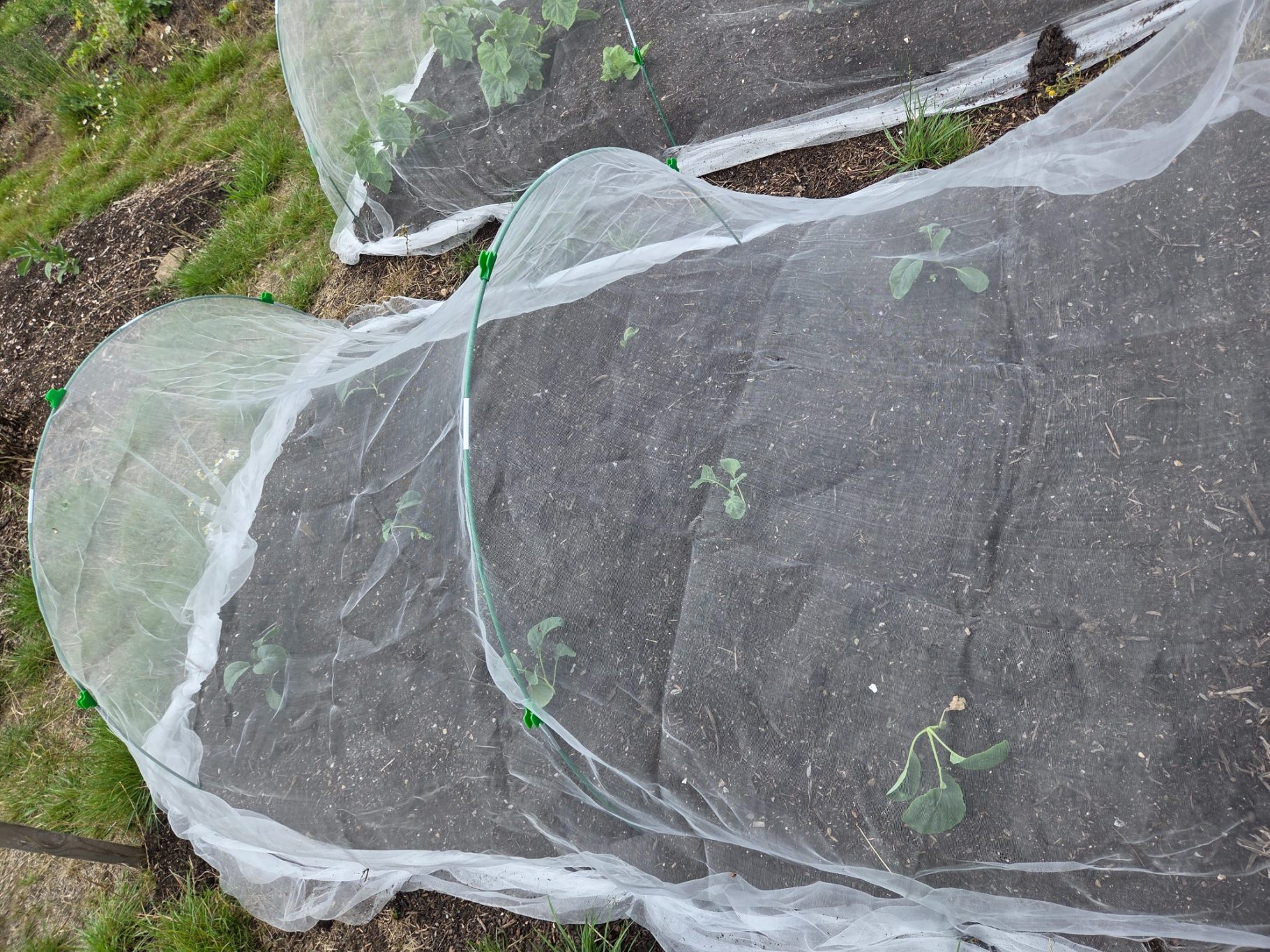 Vegetable beds covered with protective netting, with some plants visible.