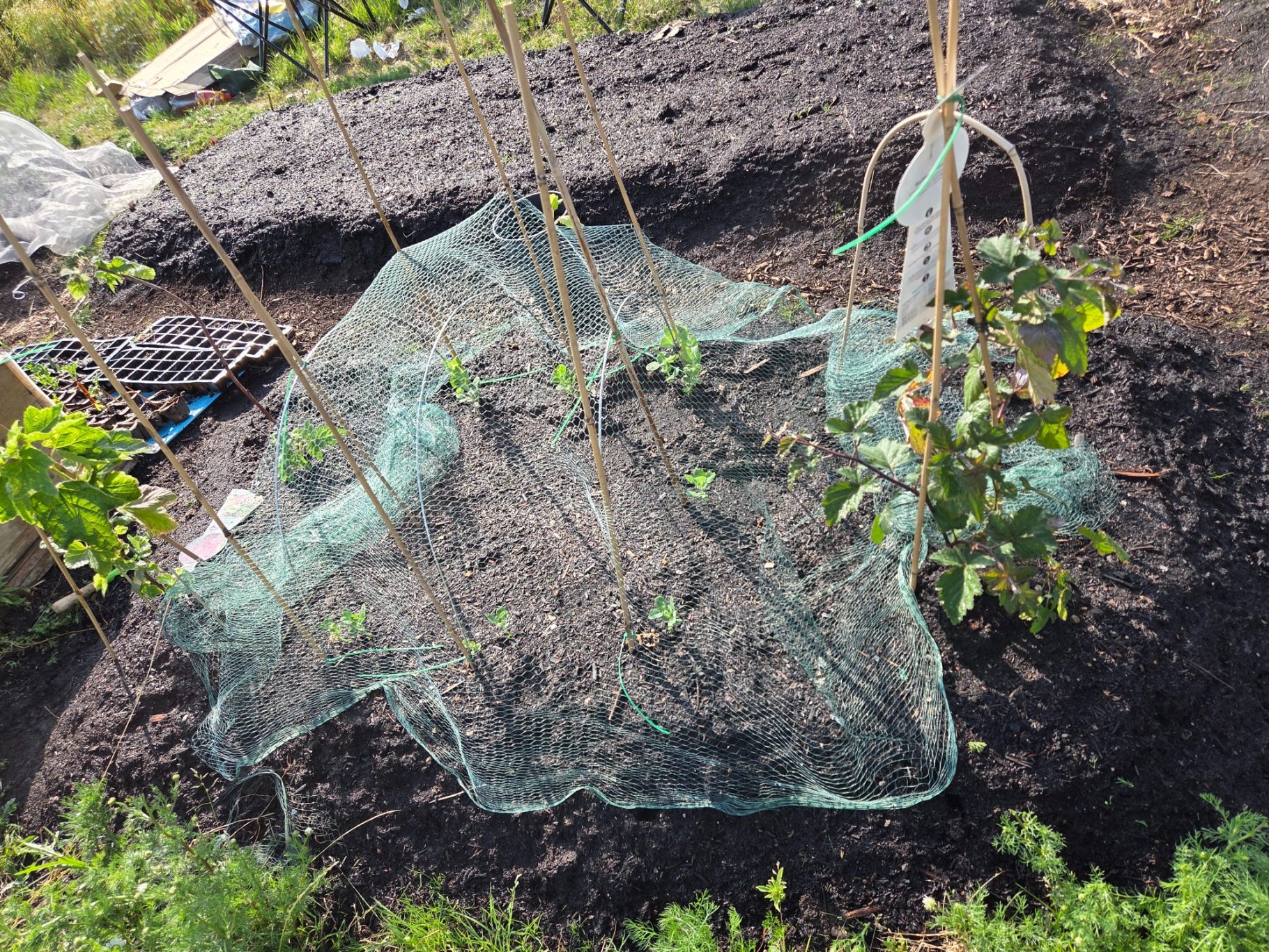 A plot of soil covered with a mesh net and small plants growing underneath.