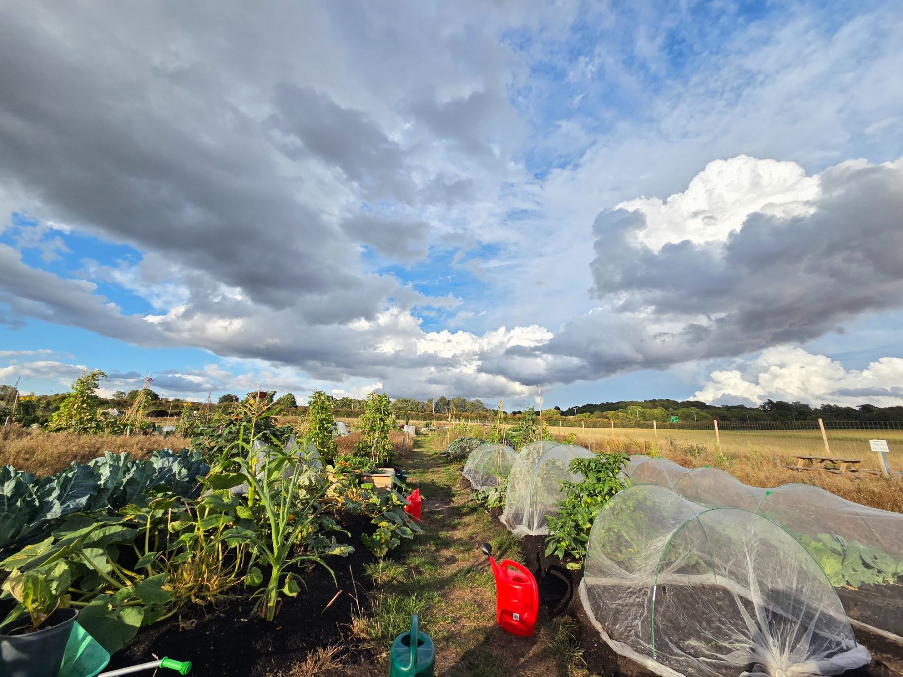 Lush vegetable garden with crops covered, under a partly cloudy sky.