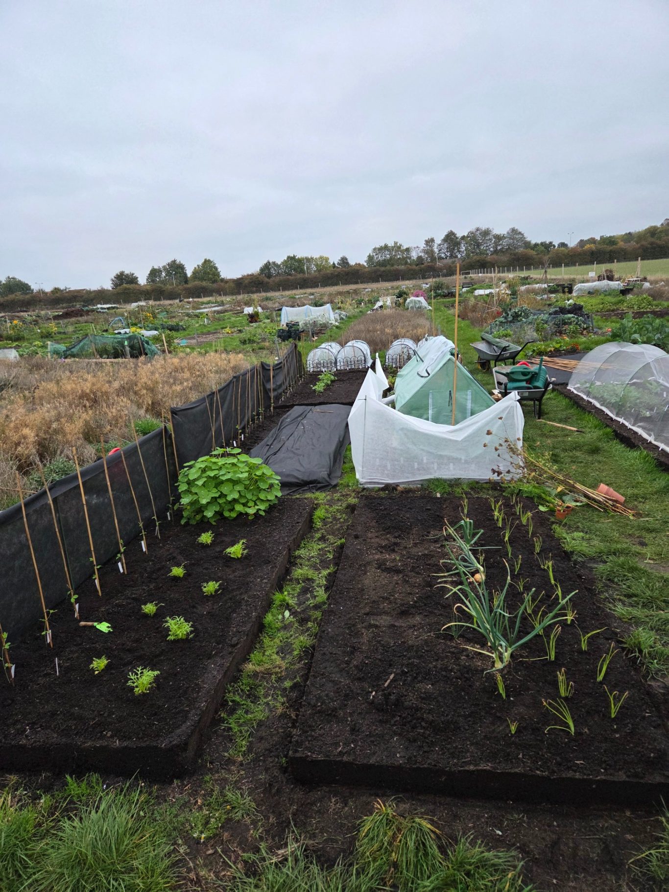 Vegetable garden layout with rows of plants and protective covers on plots.
