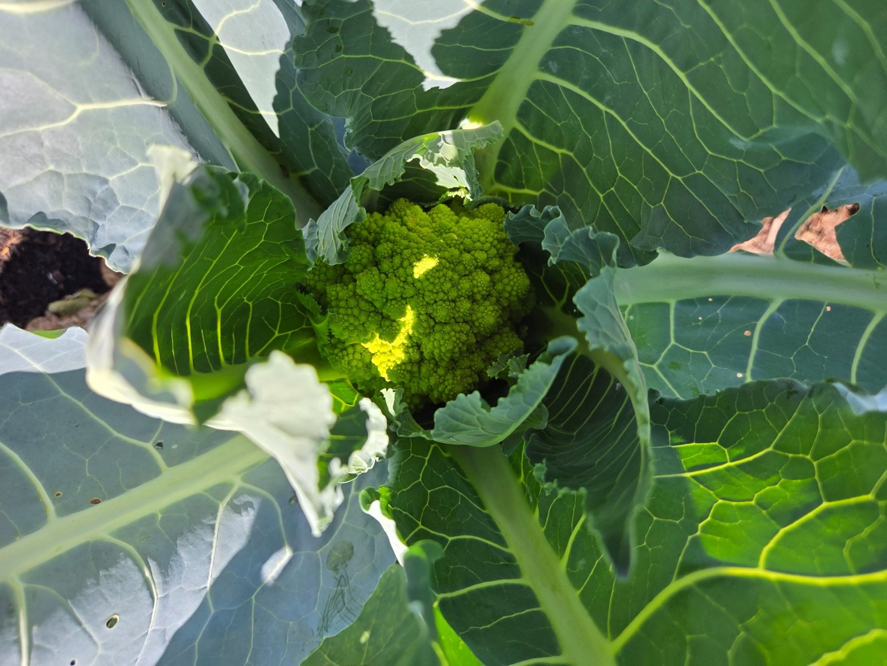 Close-up of a green cauliflower head surrounded by large, leafy greens.