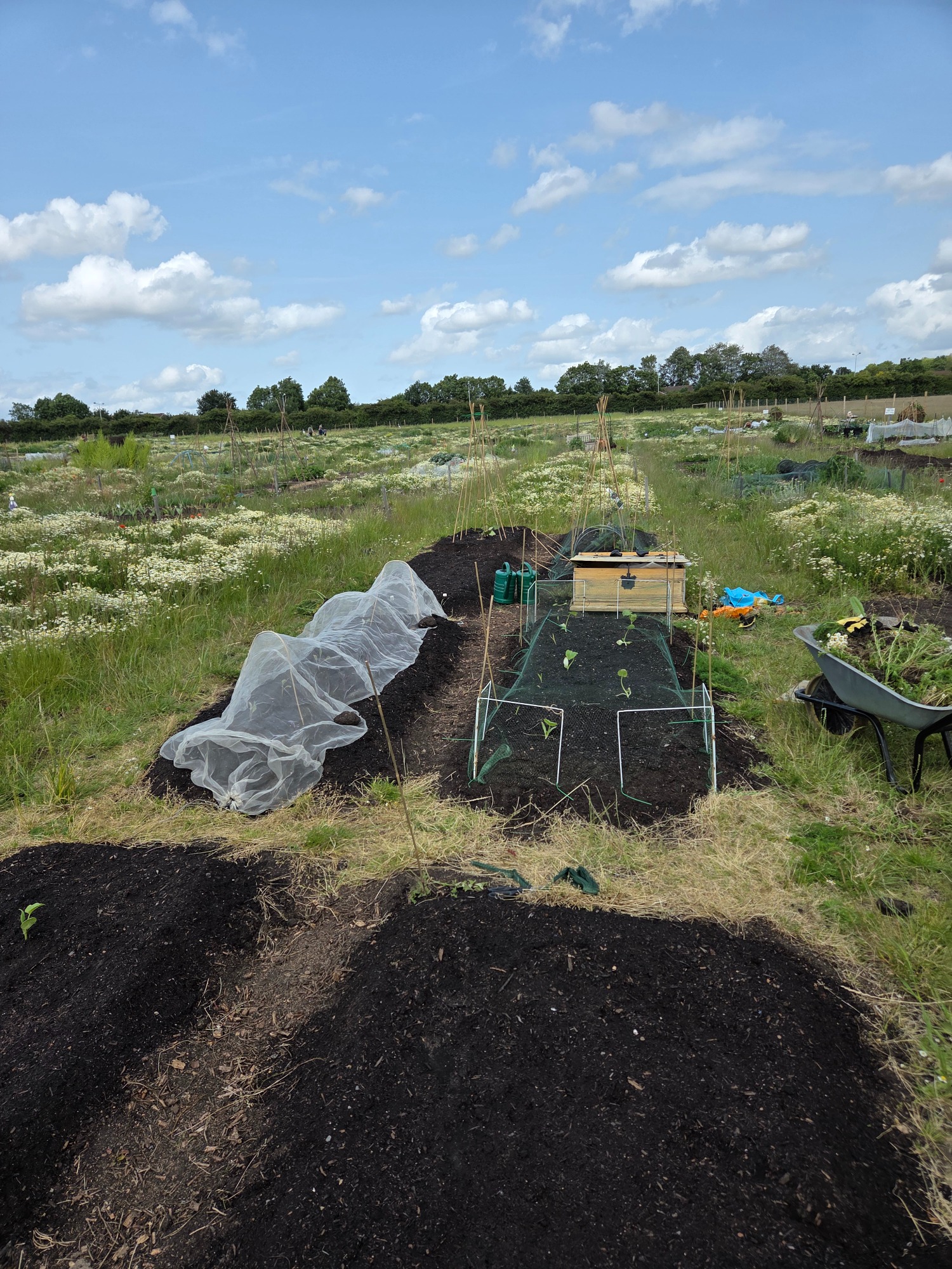 Already a mess by summer 2025 Vegetable plots with protective netting and tools under a blue sky with clouds.