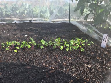 Rows of green seedlings growing in dark soil, with a label nearby.