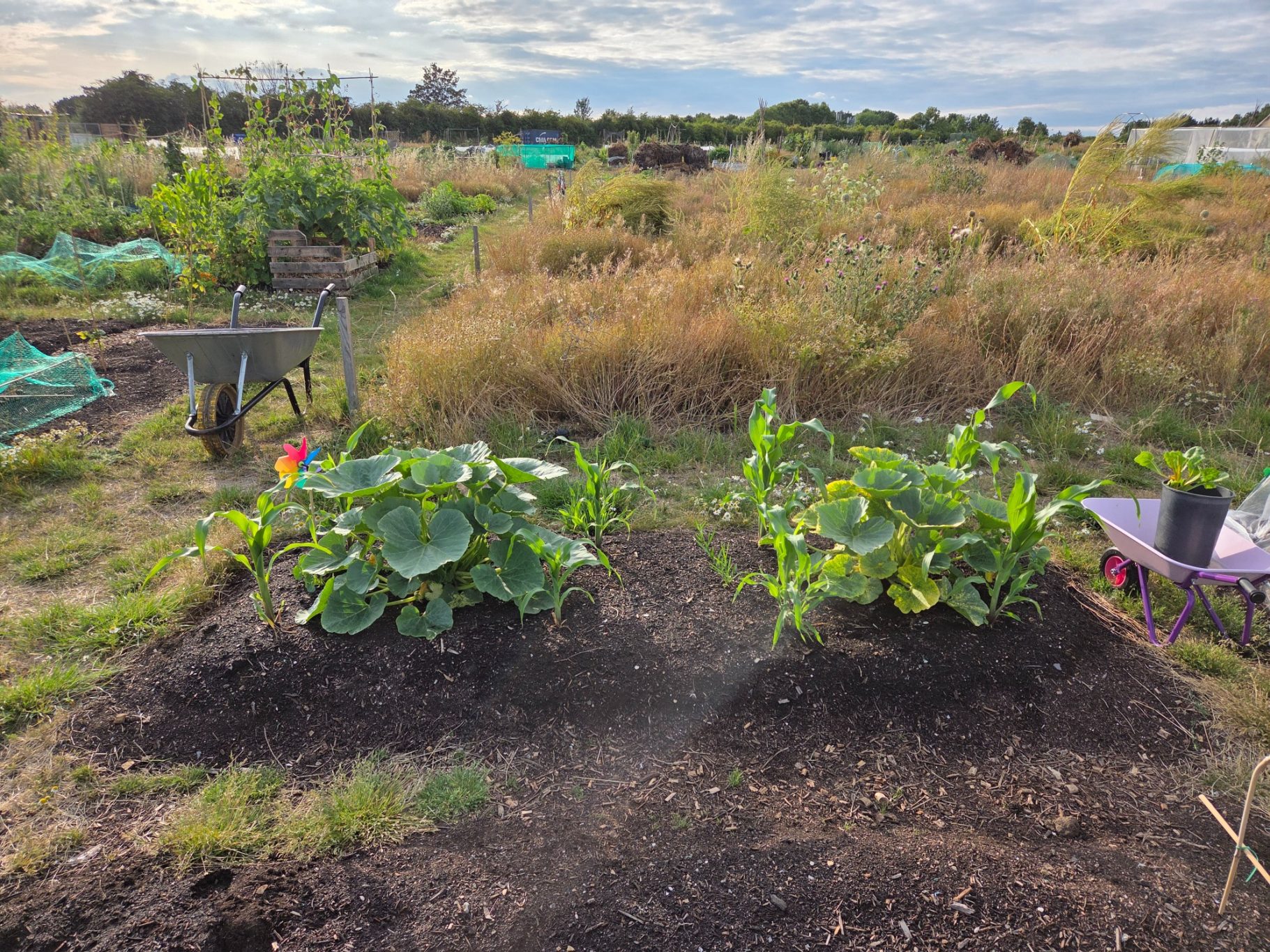 Two healthy green plants growing in a garden bed surrounded by grass and scattered tools.