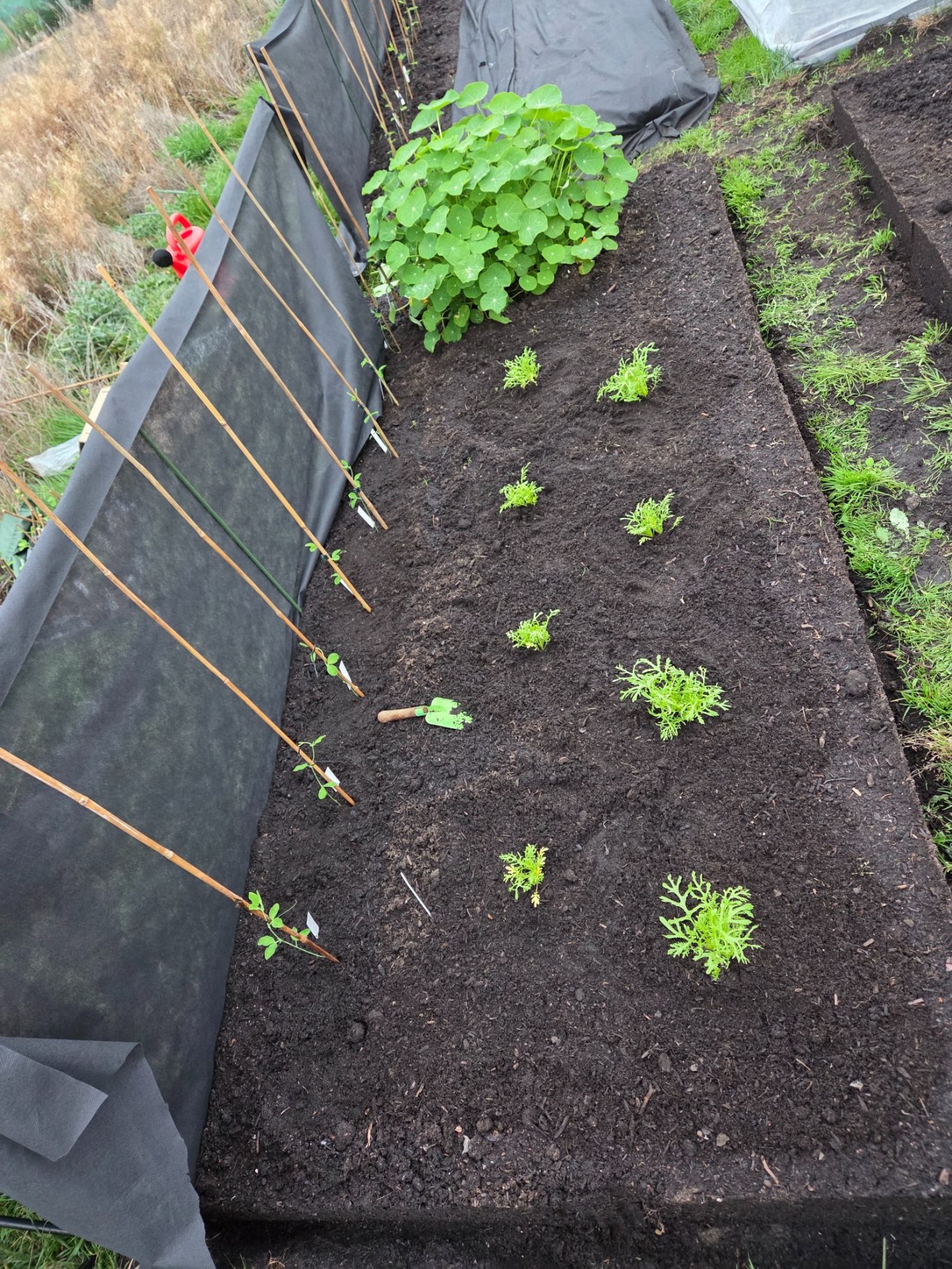 Rows of young plants growing in a garden bed with dark soil and a trellis in the background.