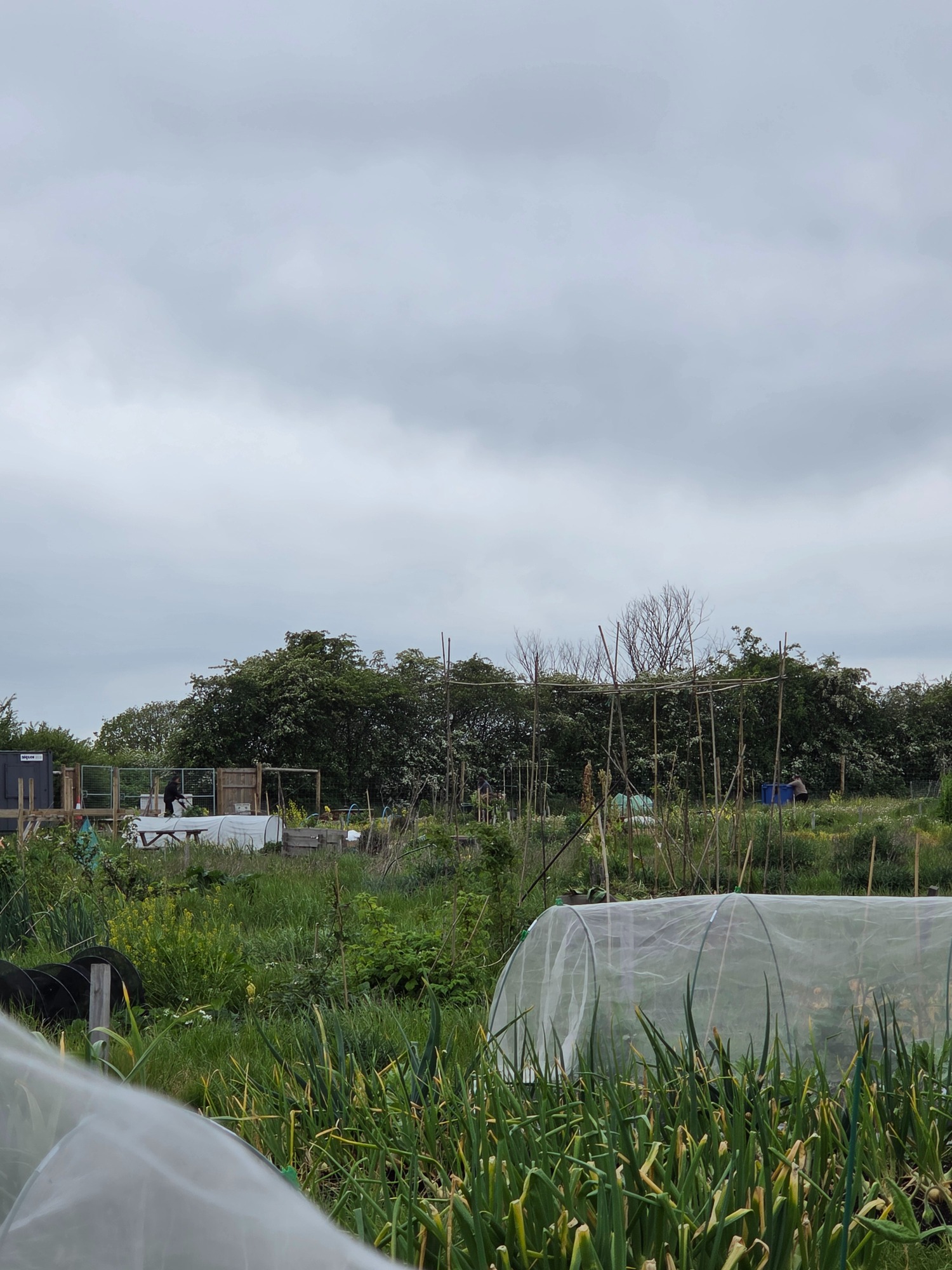 Mowing as far away from our plots as they possibly can Vegetable garden covered with protective nets under a cloudy sky.