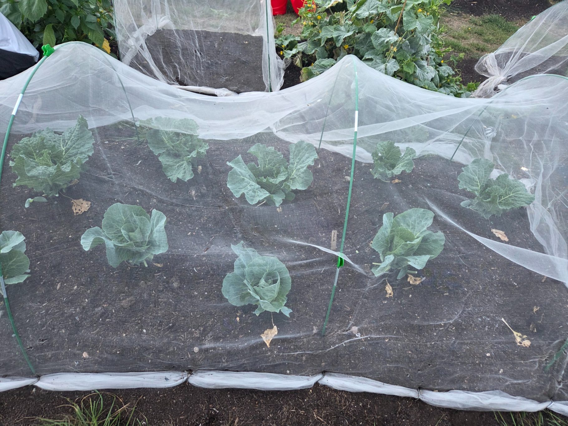 Cabbage plants growing under insect netting in a garden bed.