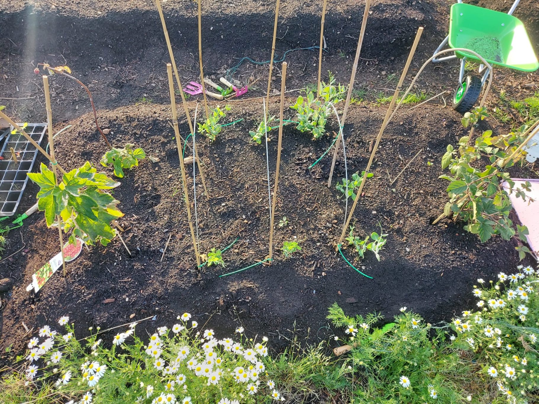 Vegetable garden with plants supported by sticks and surrounded by white flowers.