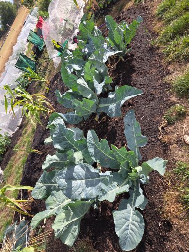 Rows of large green cabbage plants in a garden bed.