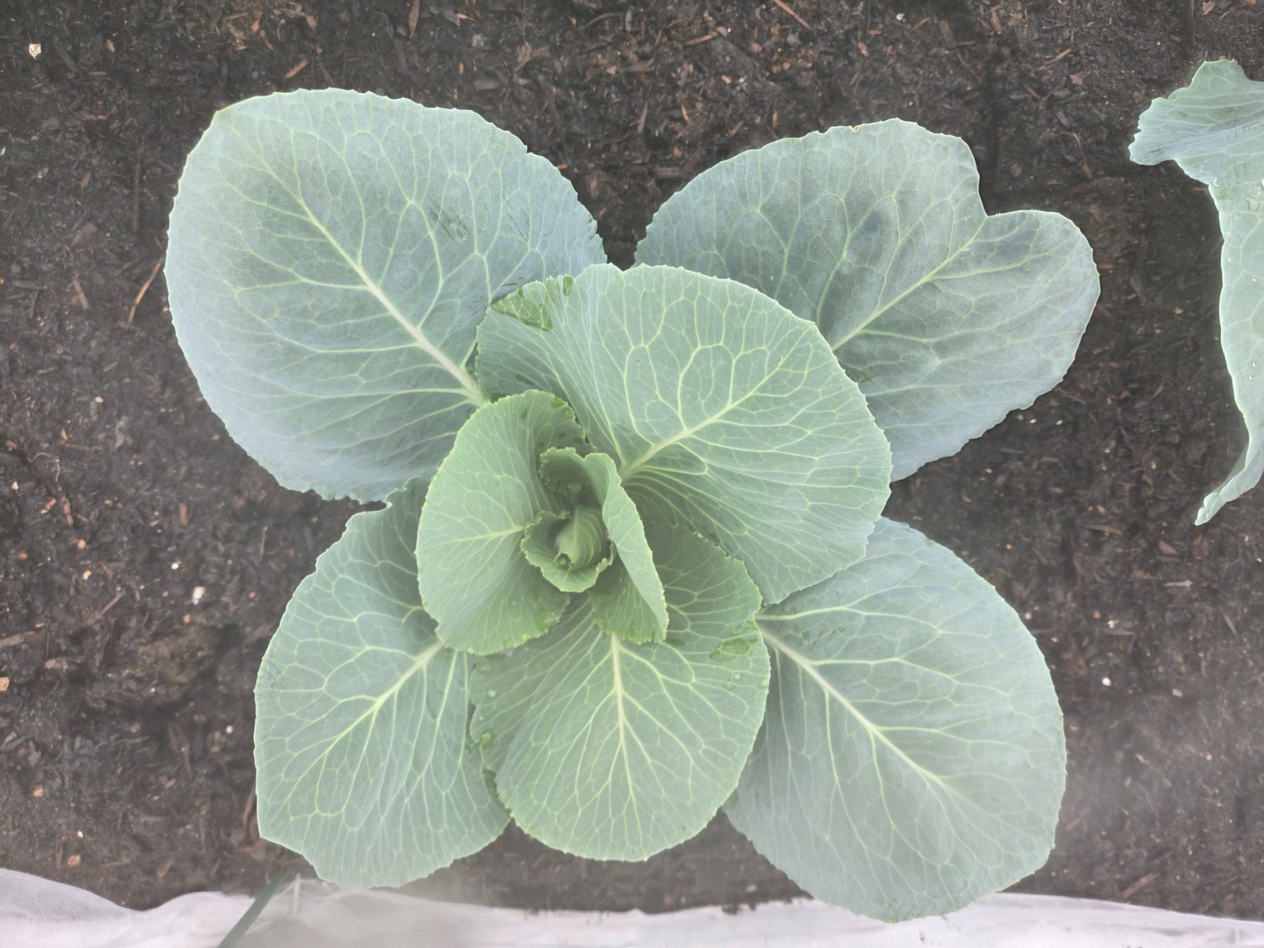 Close-up of young green cabbage leaves growing from dark soil.