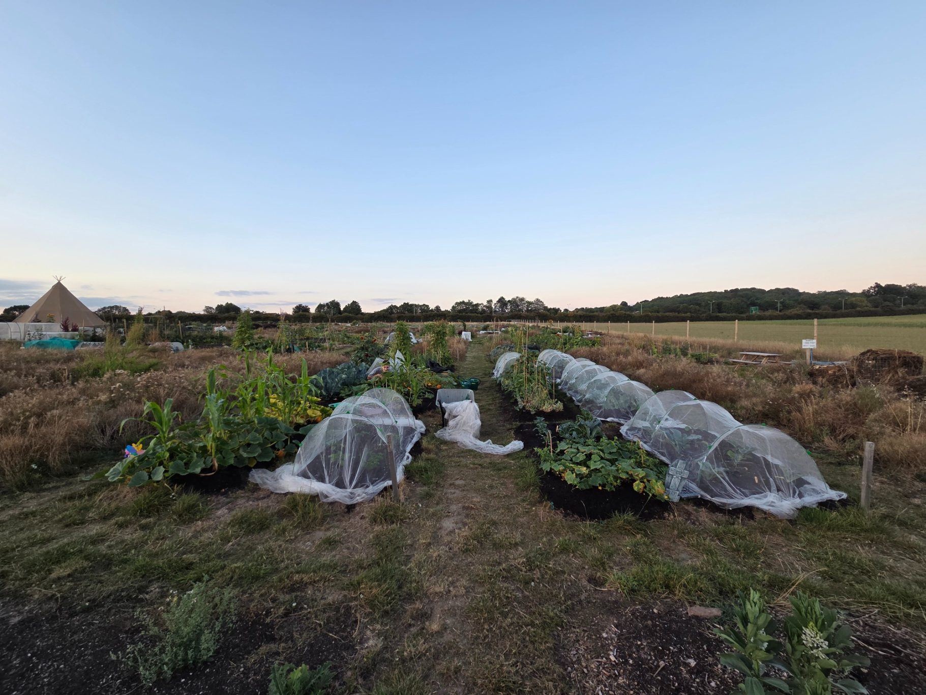 Vegetable plots covered with protective netting in a rural field at sunset.