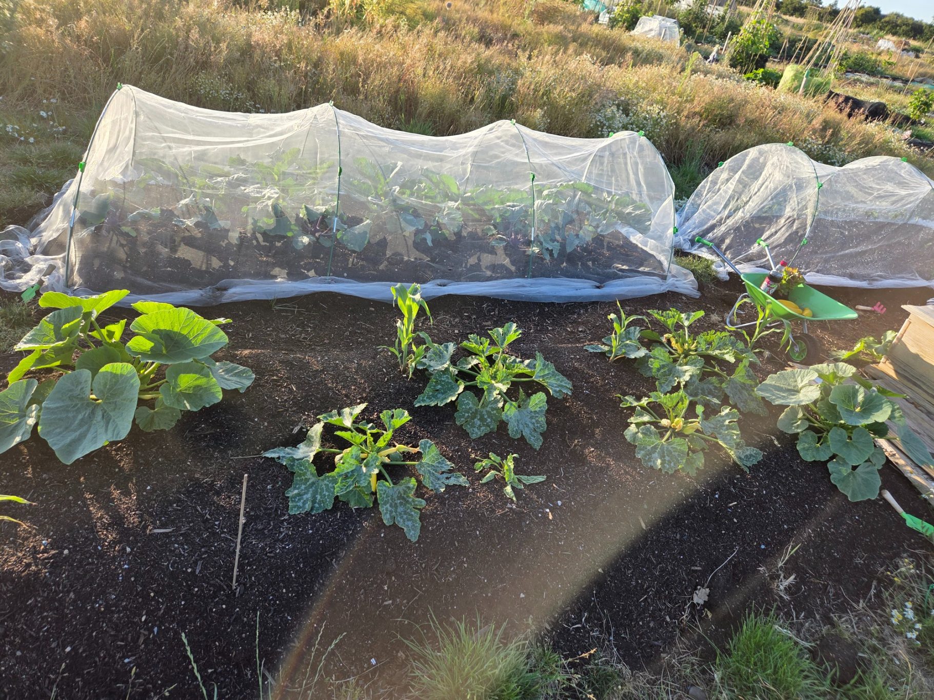 Vegetable garden with plants under protective mesh covers and healthy foliage.