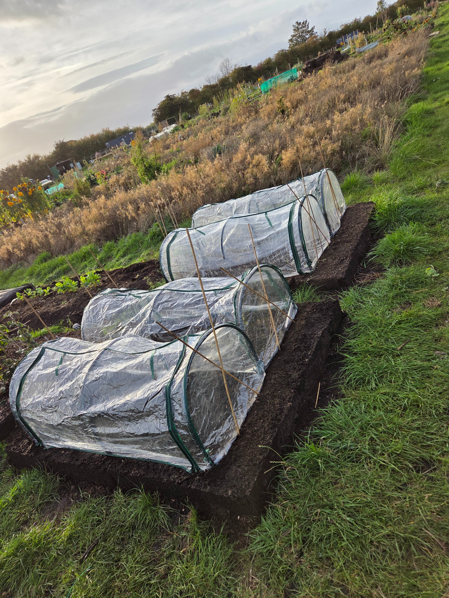 The state of the site October 2025 Three covered planting beds on a grassy plot, surrounded by fields.