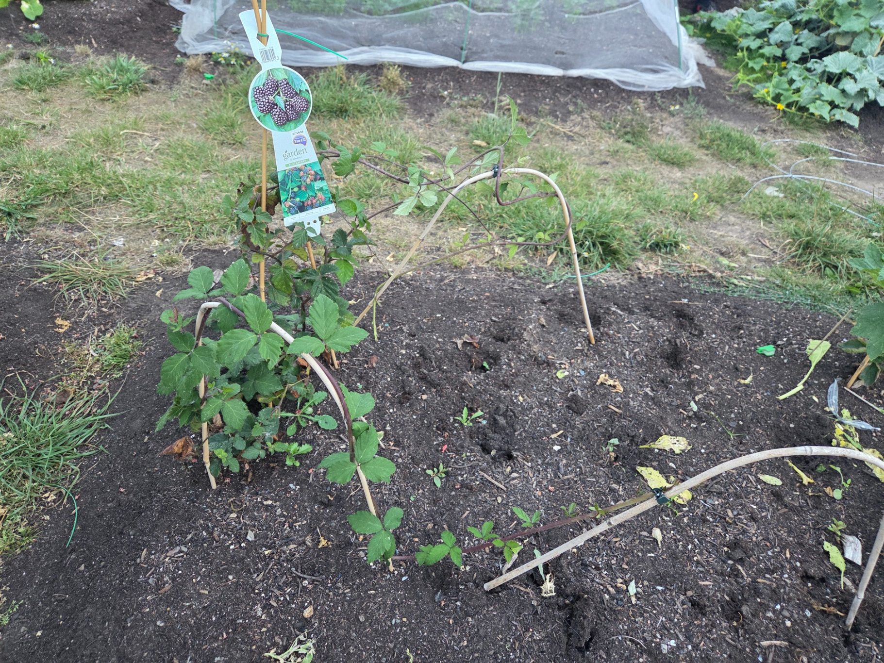Young plants with supports growing in a garden bed, surrounded by bare soil.