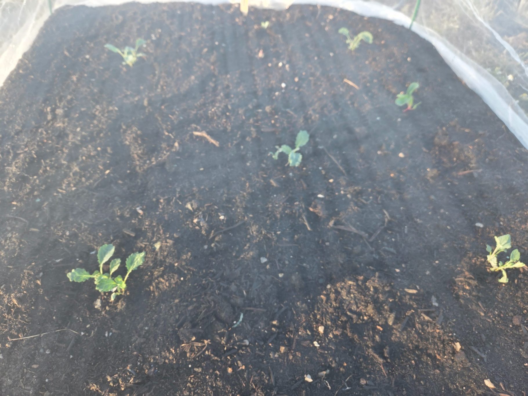 Newly planted seedlings emerging from dark soil in a garden bed.