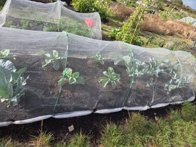 A row of vegetables covered with protective netting in a garden.