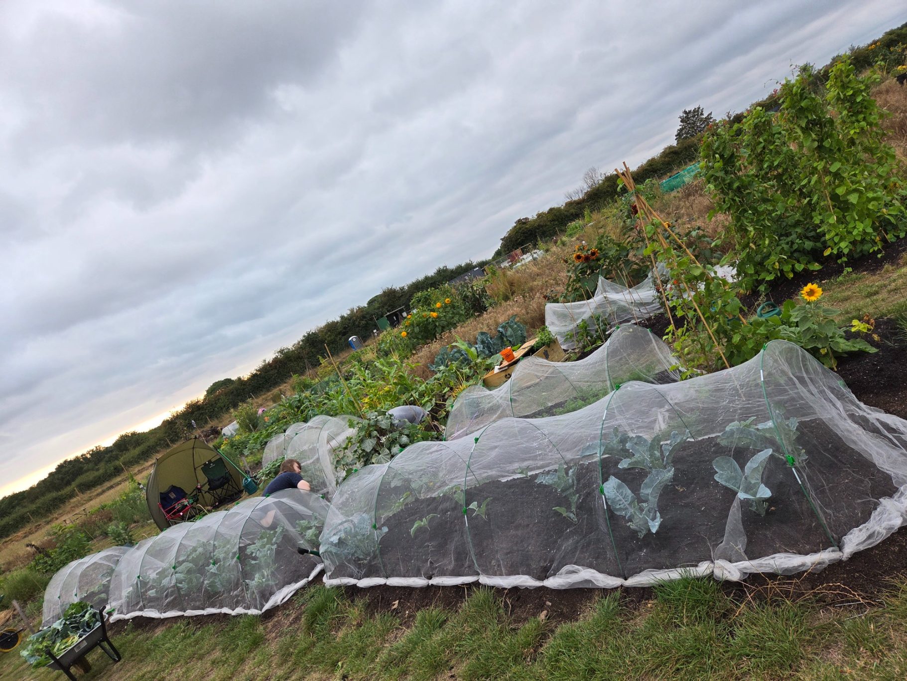 Vegetable beds covered with netting in a cloudy outdoor garden setting.