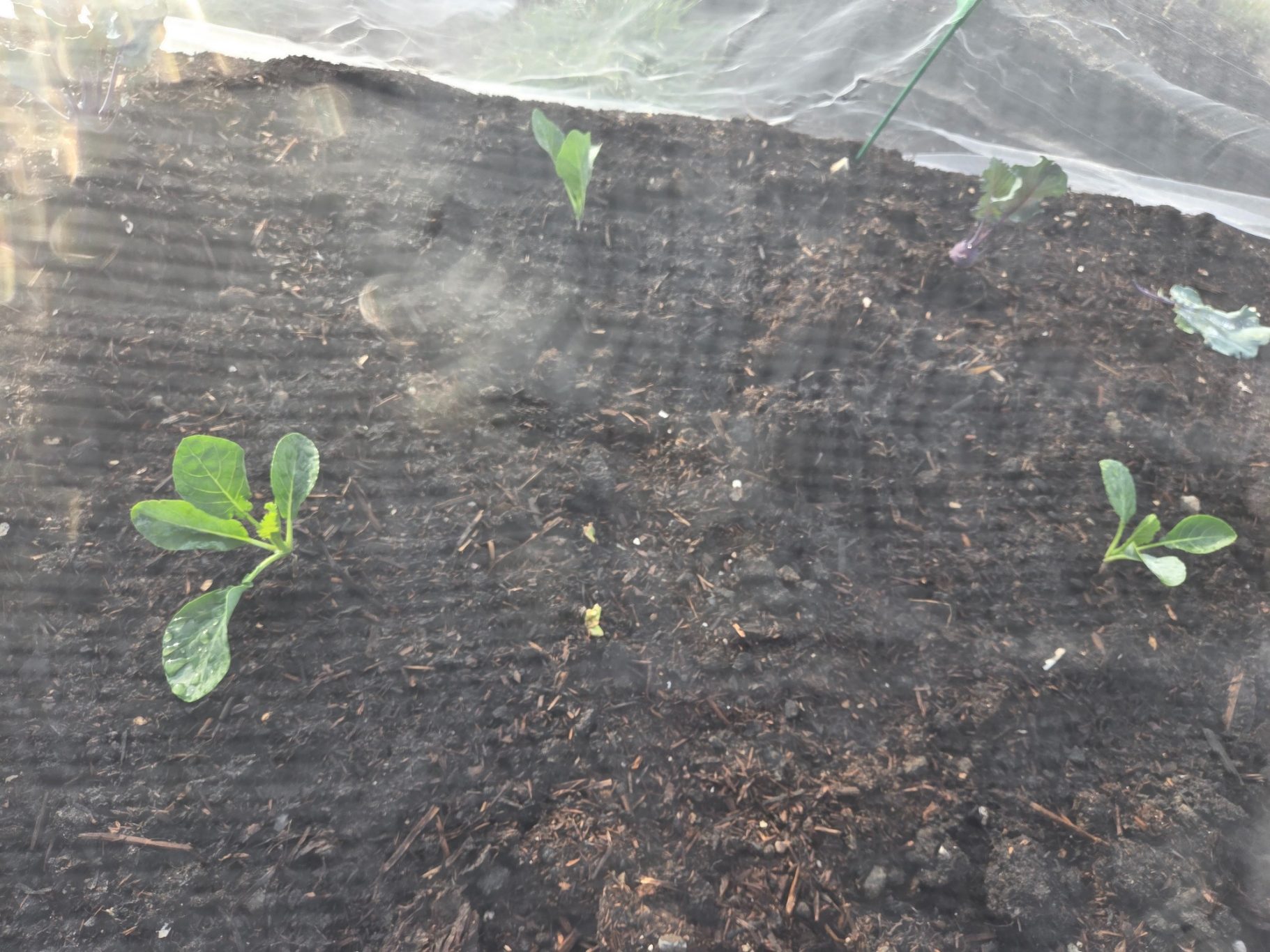 Young cabbage plants in soil, covered by a protective netting.