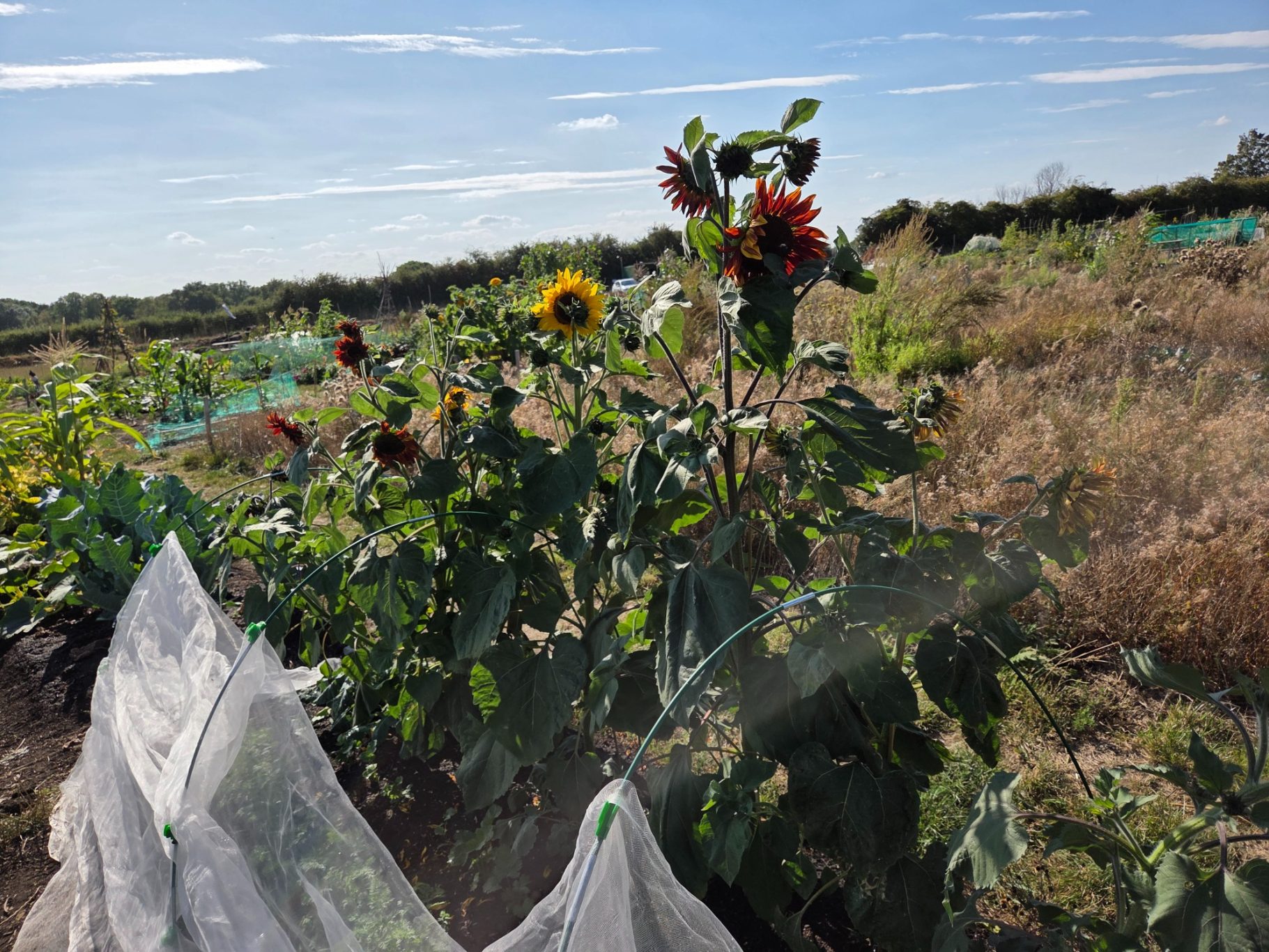A vibrant garden with sunflowers and other flowers amidst green foliage.
