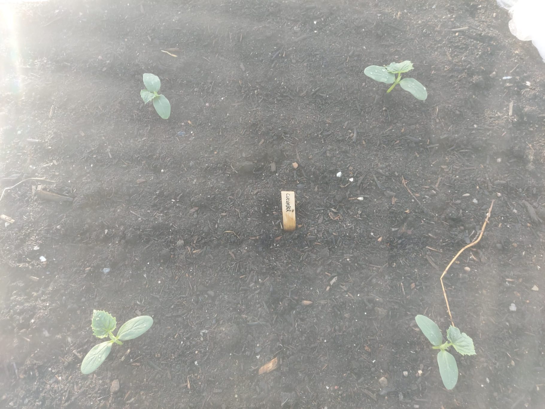 Young plants are growing in soil, with a small object in the centre.