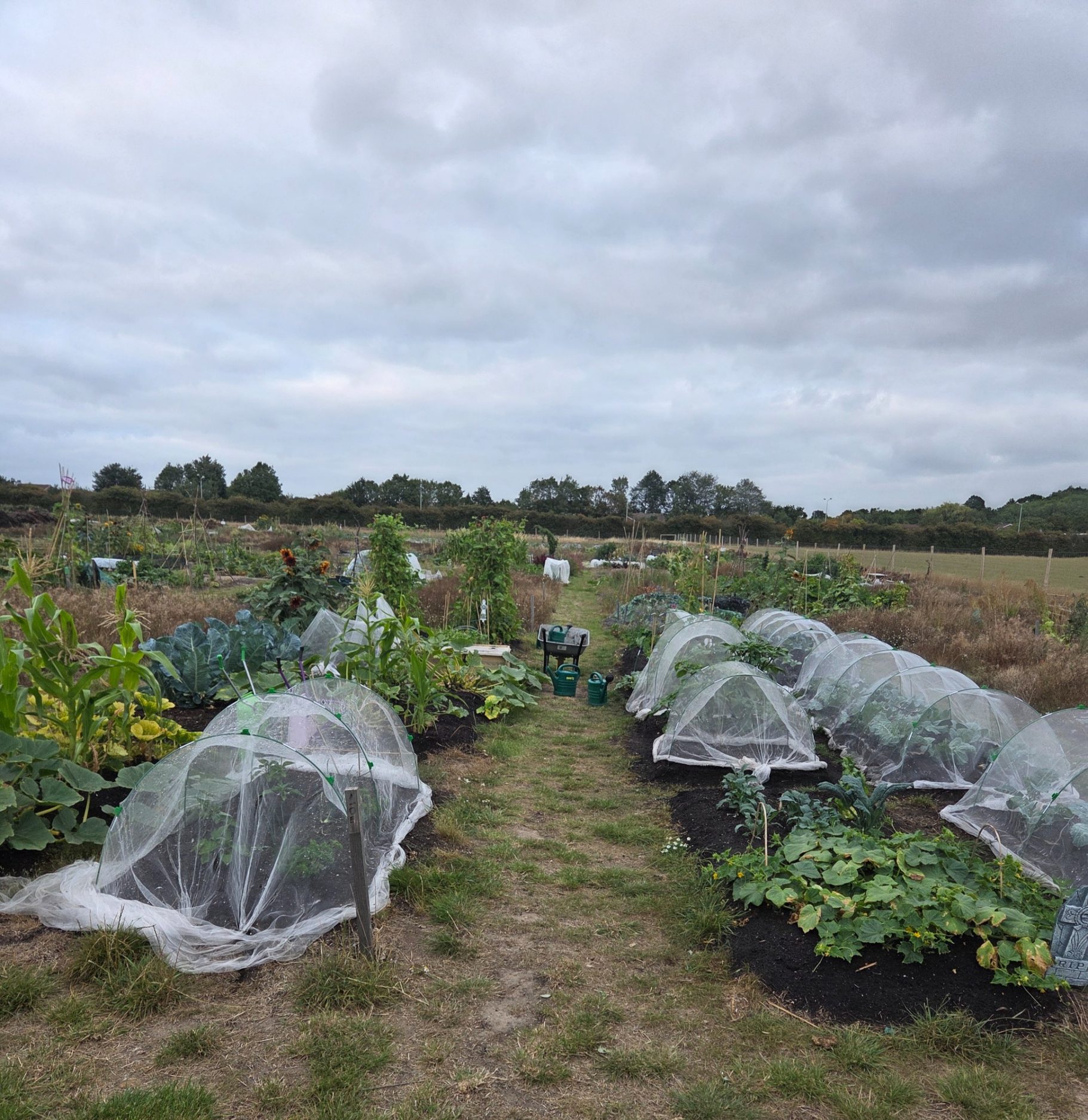 A garden with rows of vegetables covered by protective nets under a cloudy sky.