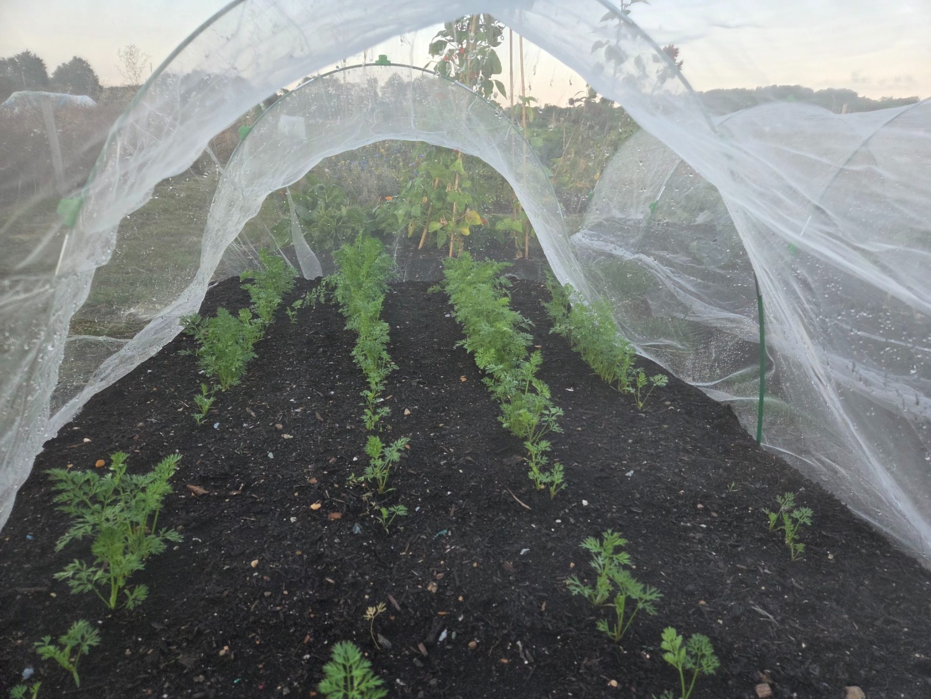 Rows of green seedlings growing under protective netting in a garden.