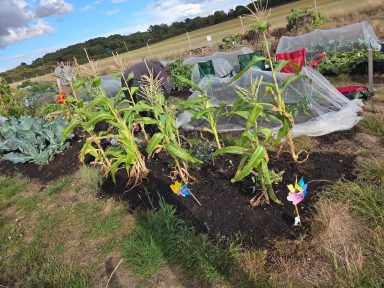 Vegetable garden featuring corn plants with colourful markers, surrounded by protective netting.