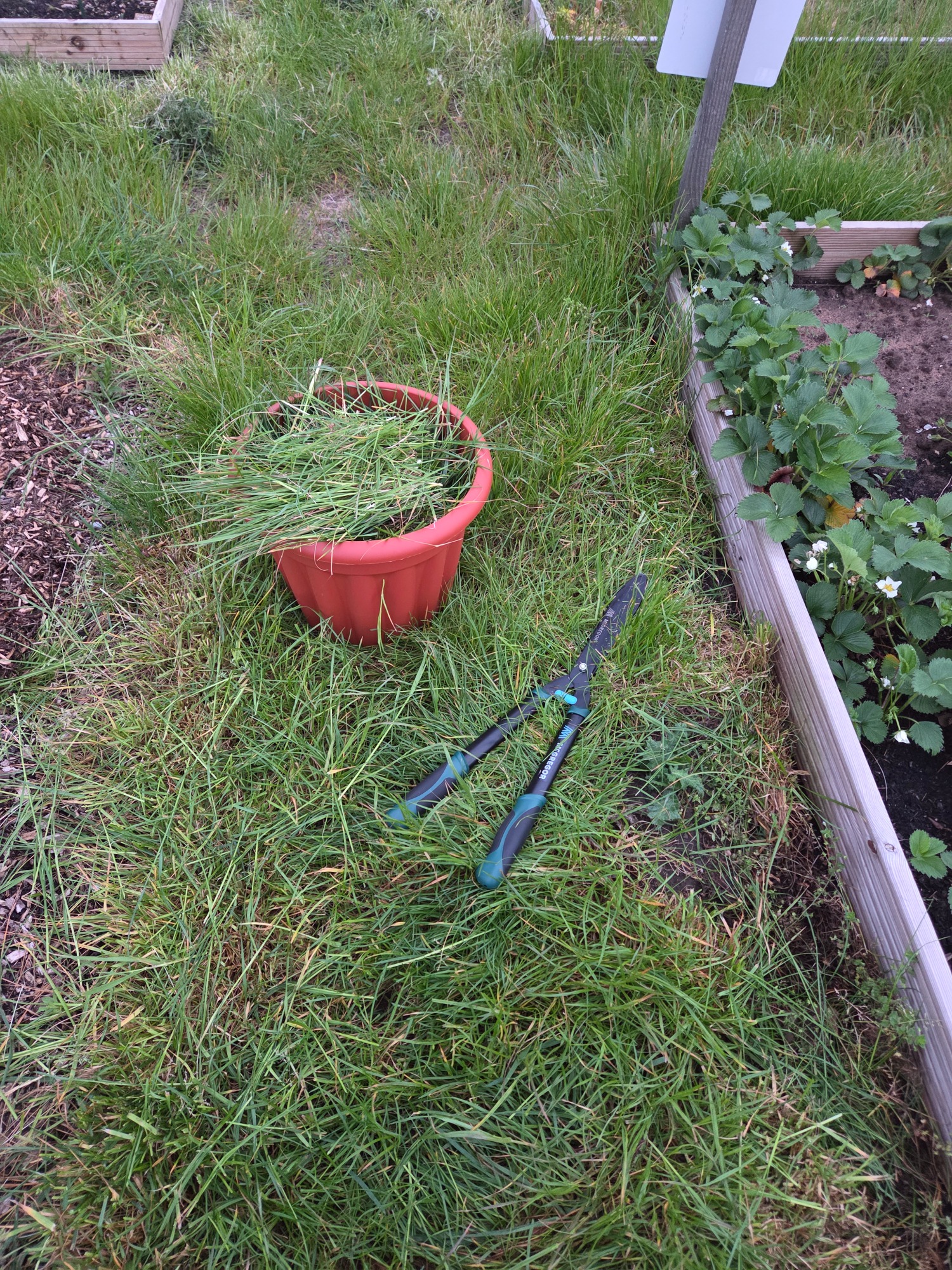 Grass trimmings A pot with freshly cut grass beside pruning shears on a grassy area.