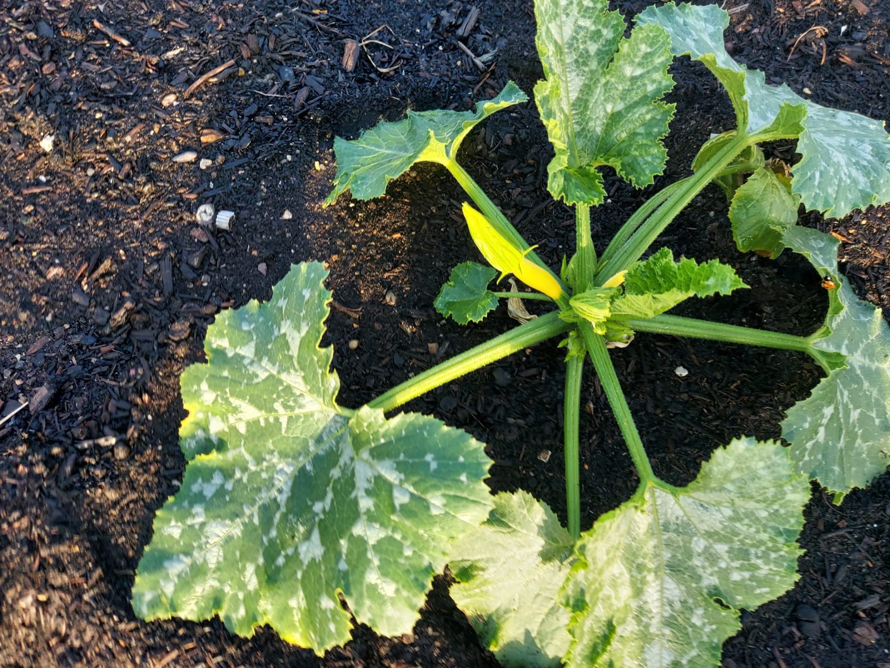 Green zucchini plant with mottled leaves growing in dark soil.