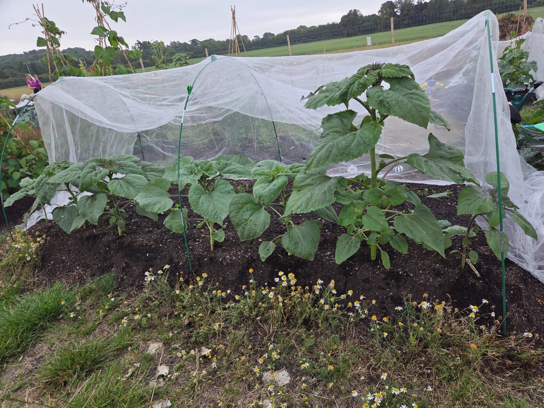 Sunflower seedlings covered with mesh netting in a garden setting.