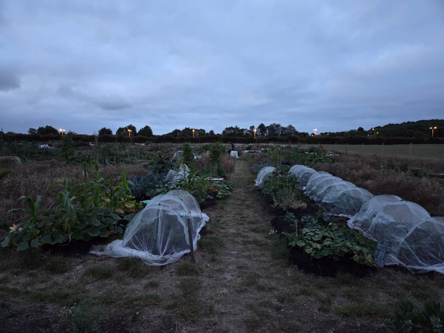 Vegetable garden with covered plants on a cloudy evening.