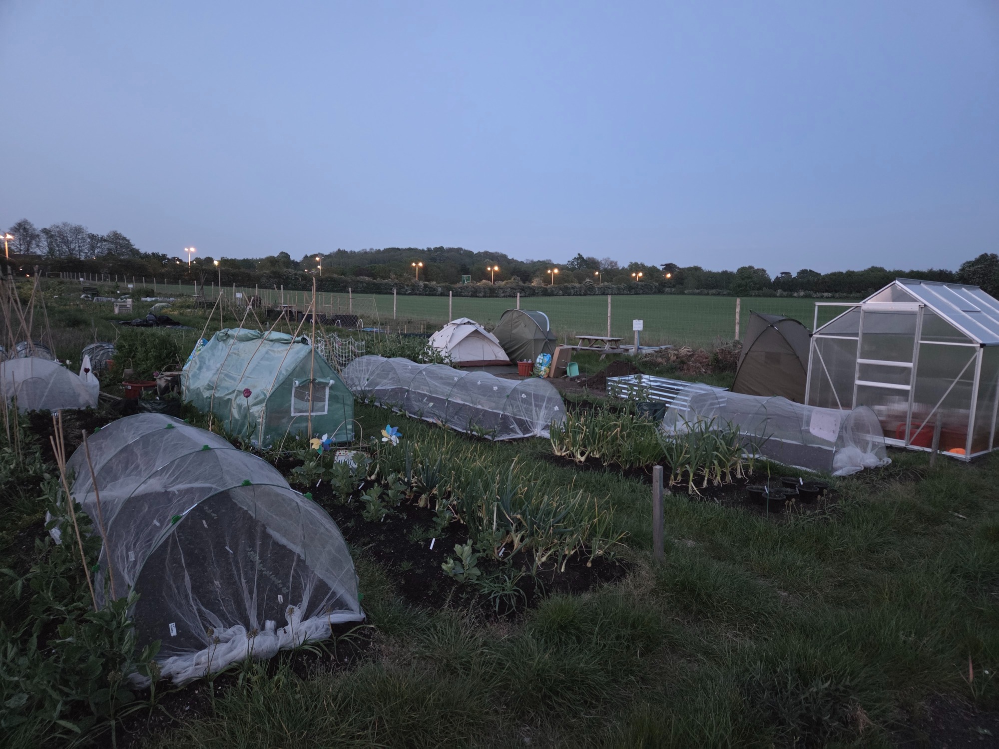 Our beautiful space Vegetable garden at dusk with greenhouses and plant beds covered in protective sheeting.